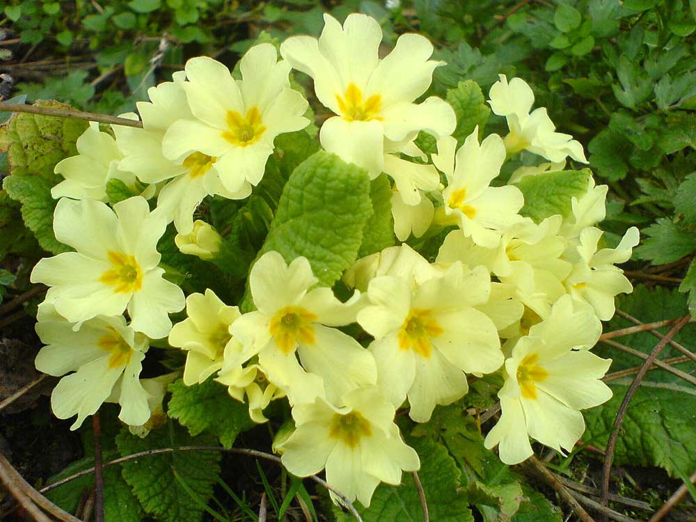 Growing Primulas
