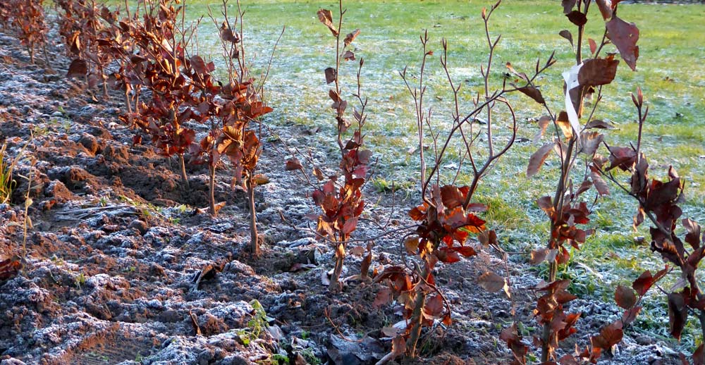 Planting bareroot trees, shrubs, and hedges