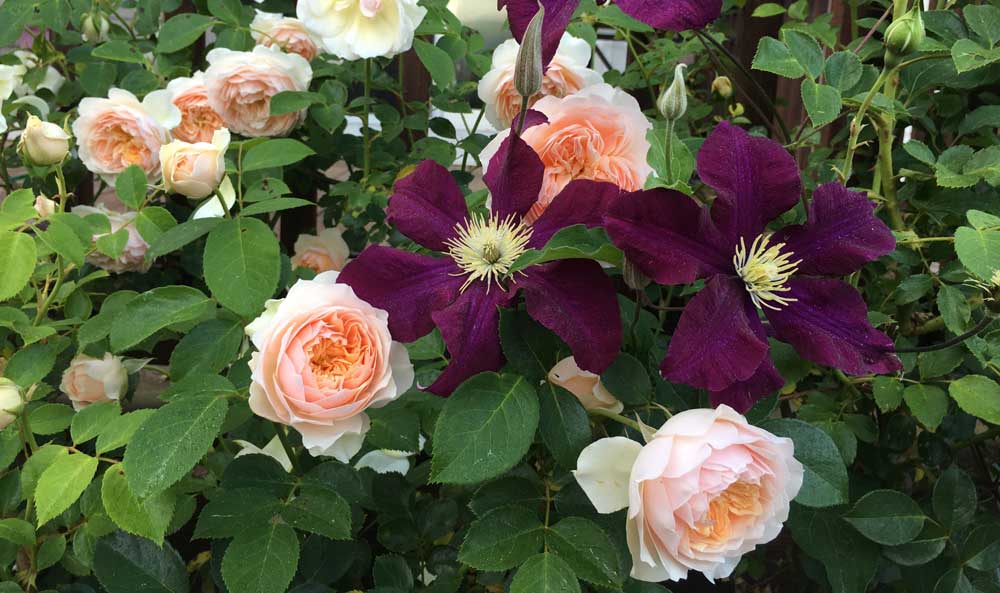 Choosing and growing climbers