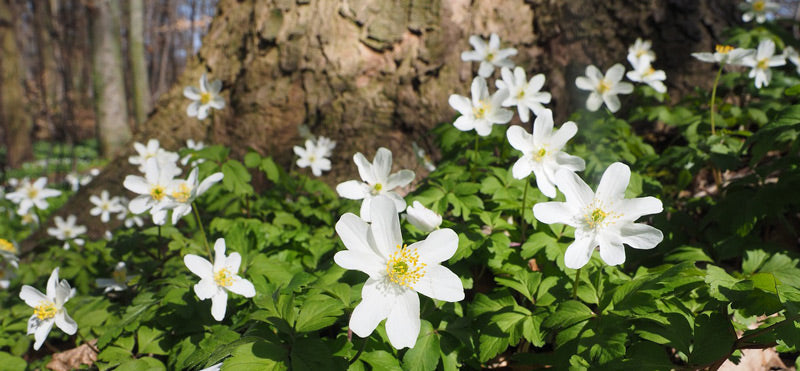 Choosing and growing wildflowers in your garden