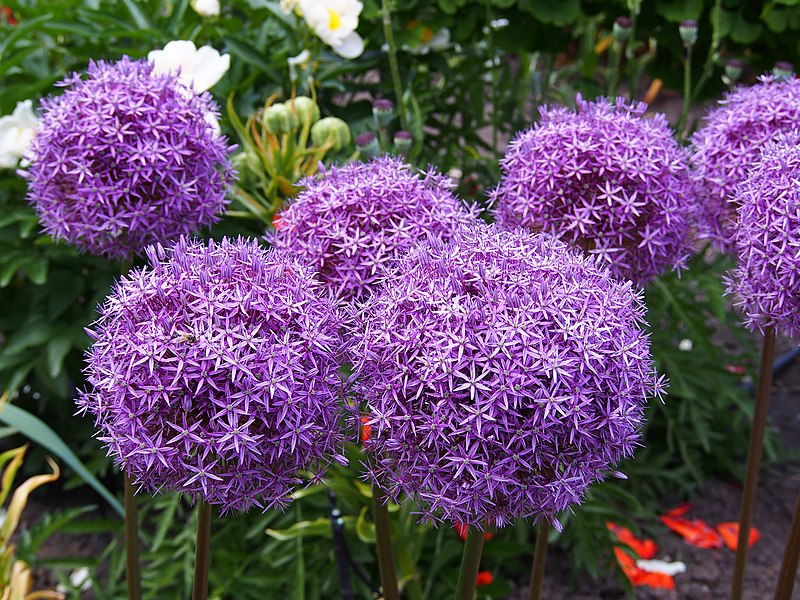 Bulbs - Alliums