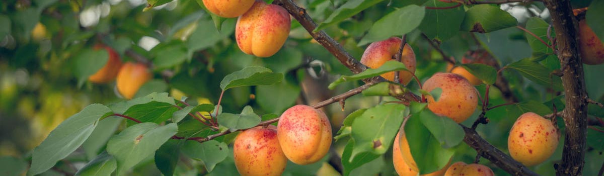 Fruit - Apricots & Peaches