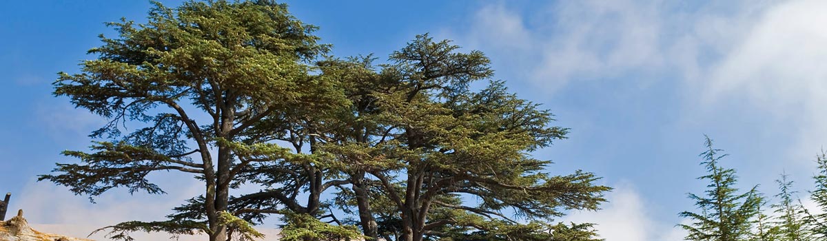 Conifers - Tall & Mighty Growing 15m +