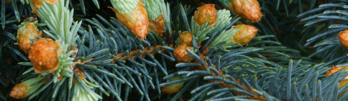Conifers - Medium Growing 7m to 15m