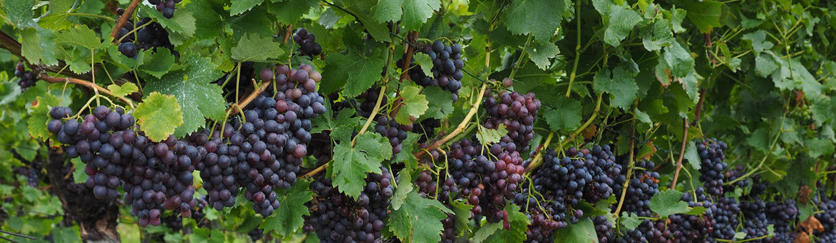 Fruit - Grapes, Kiwi & Figs