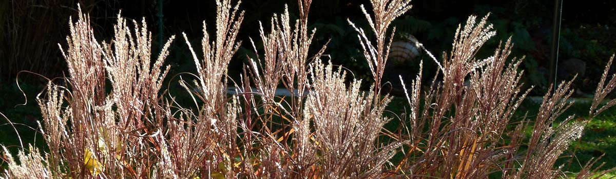 Grasses