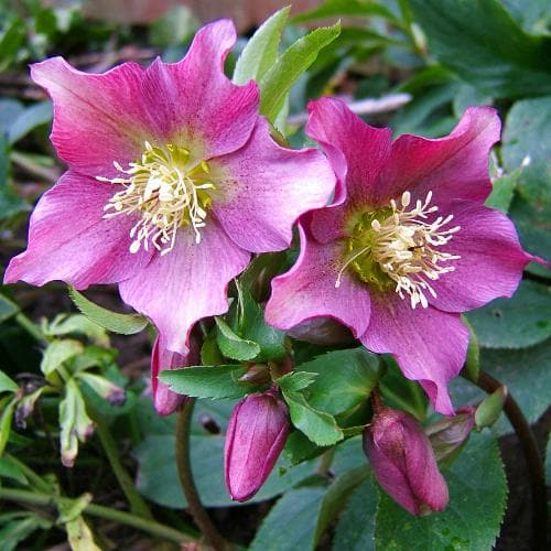 Genus - Helleborus