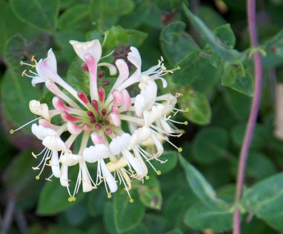 Genus - Lonicera (Honeysuckles)