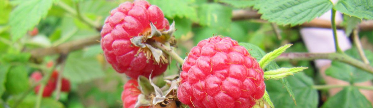 Fruit - Raspberries & Strawberries