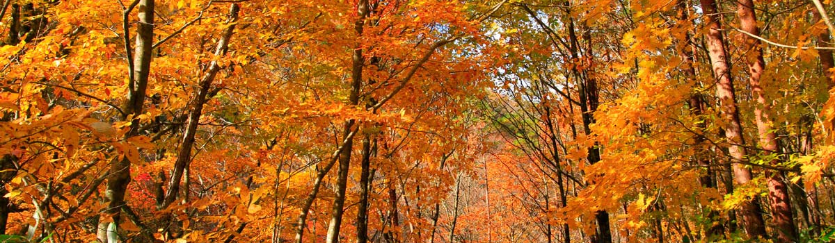 Trees - for Autumn Colour