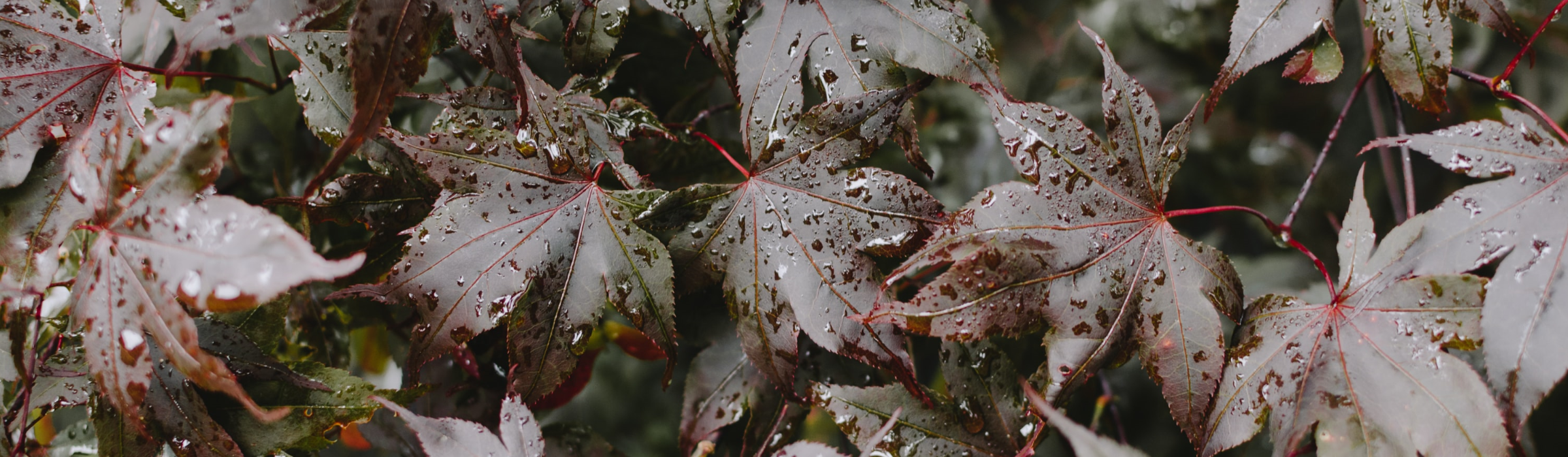 Trees - for Damp Ground