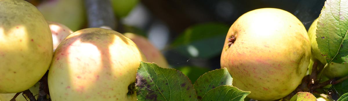 Fruit - Cooking Apples