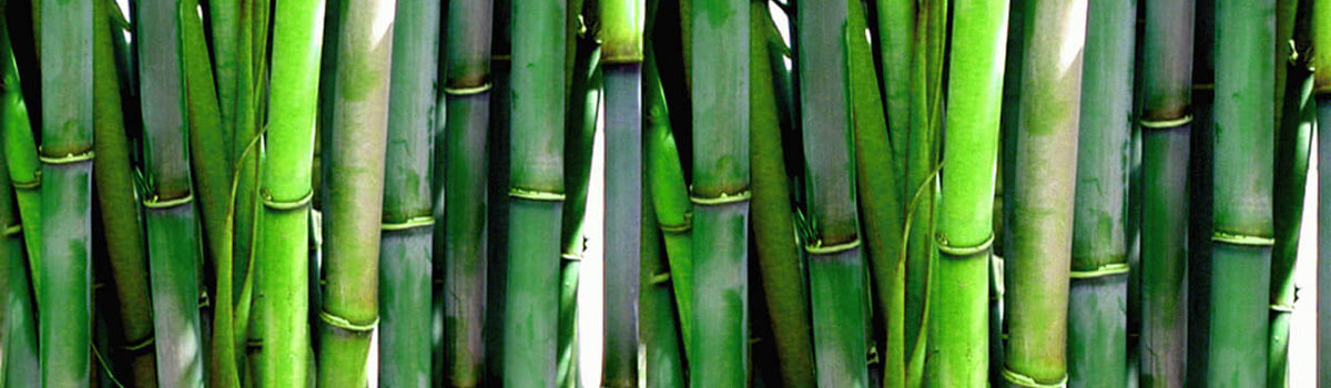 The Symbolism of Bamboo