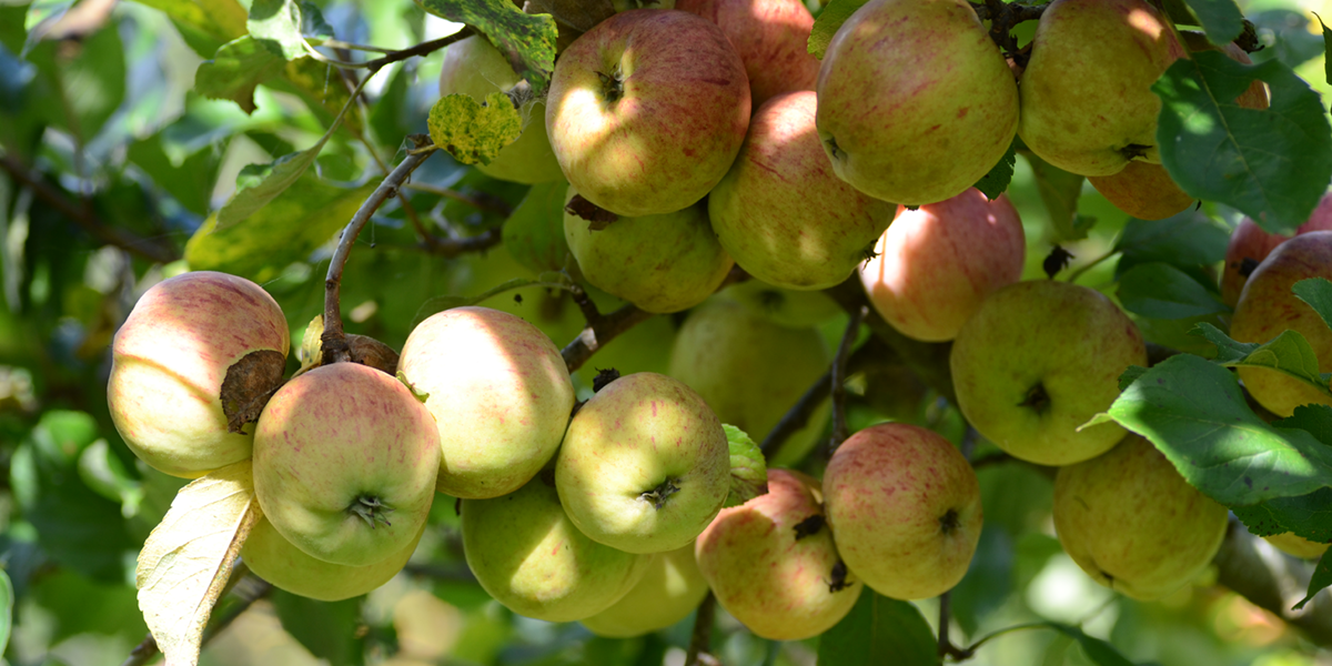 Fruit