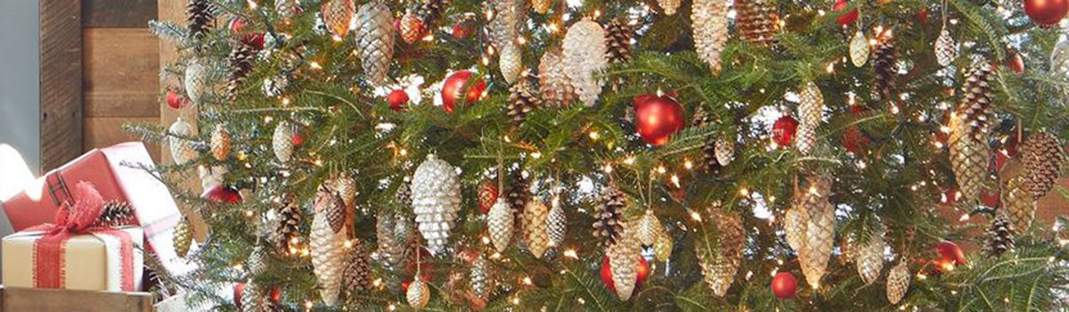 Conifers - Christmas Trees to Grow