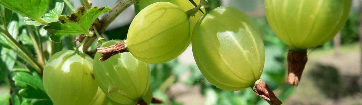 Fruit - Gooseberries & Jostaberries