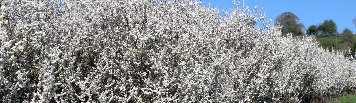 Hedging - Thorny Hedges