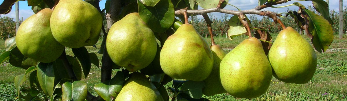 Fruit - Pears, Quince & Medlar