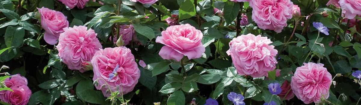 Roses - David Austin® Shrub