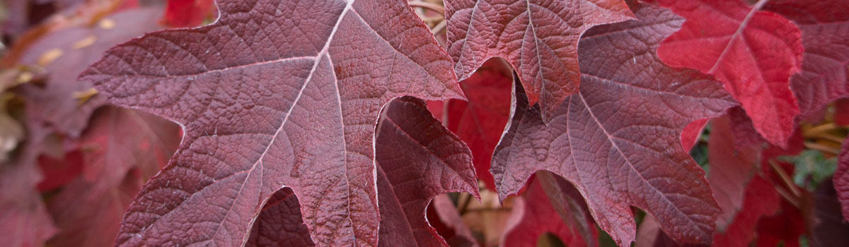 Shrubs - Autumn Interest