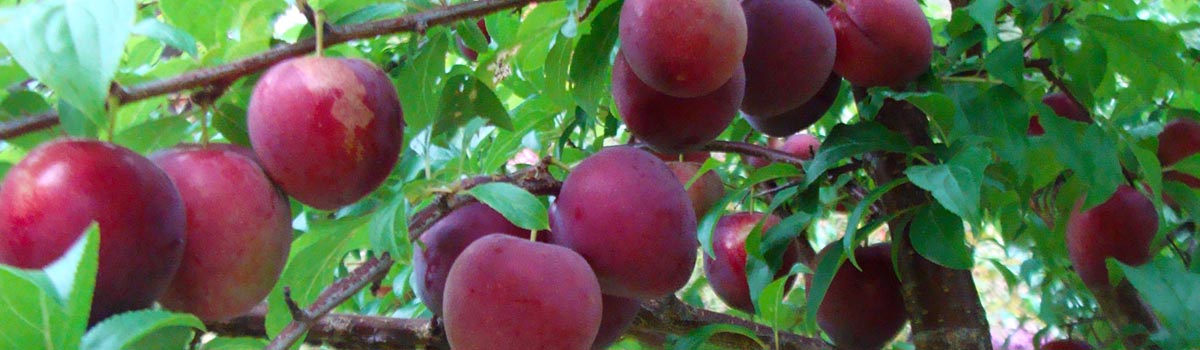 Fruit - Plums, Gages & Damsons