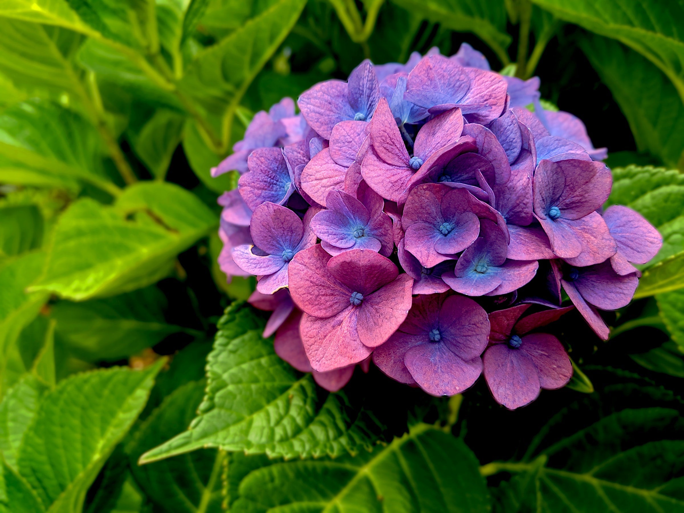 Genus - Hydrangea