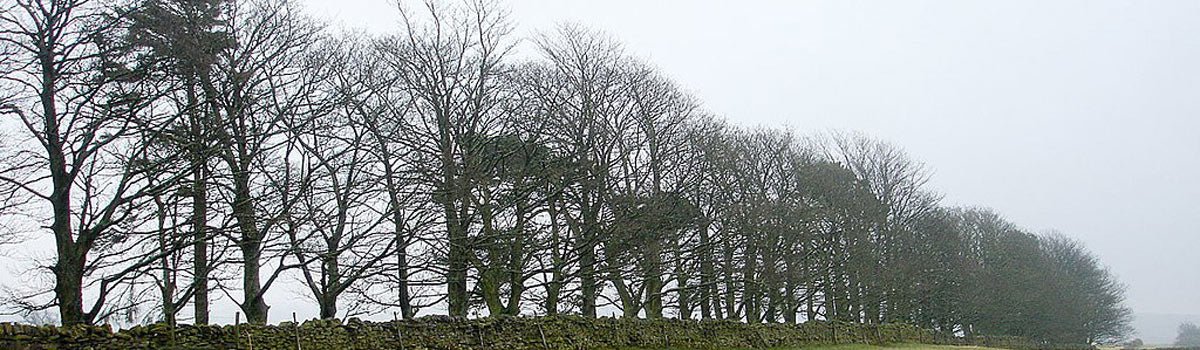 Trees - for Shelter