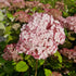 Hydrangea arborescens Candybelle® Bubblegum