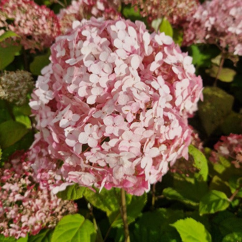 Hydrangea arborescens Candybelle® Bubblegum