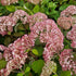 Hydrangea arborescens Candybelle® Bubblegum