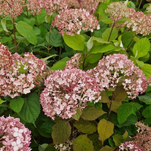 Hydrangea arborescens Candybelle® Bubblegum