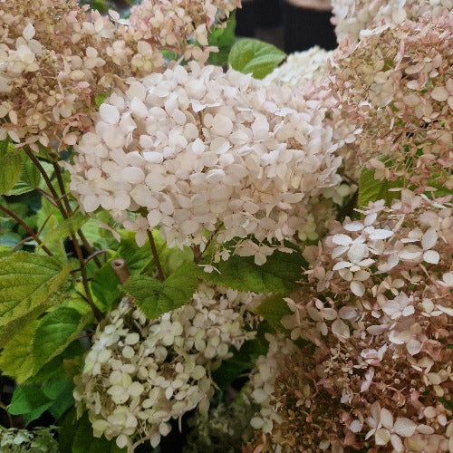 Hydrangea arborescens Candybelle® Marshmallow