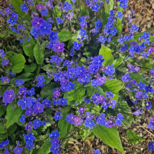 Omphalodes cappadocica Cherry Ingram