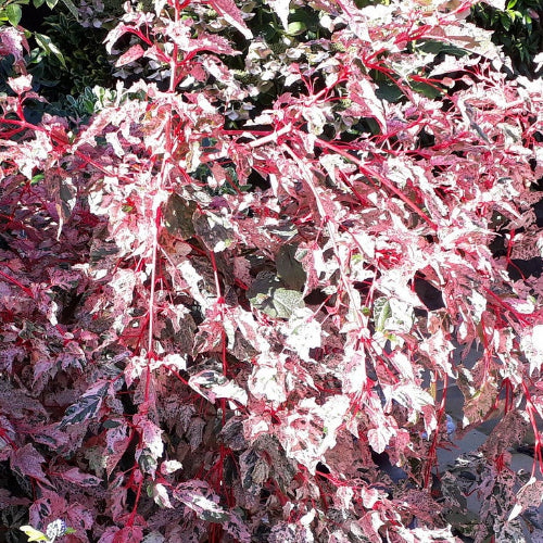 Acer conspicuum Red Flamingo