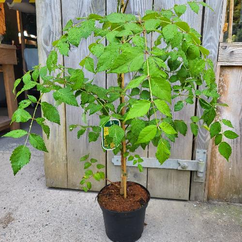 Aralia elata | Japanese Angelica Tree
