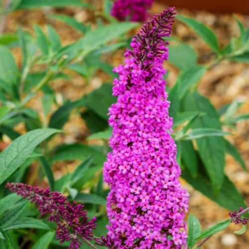 Buddleja davidii Buzz™ Magenta