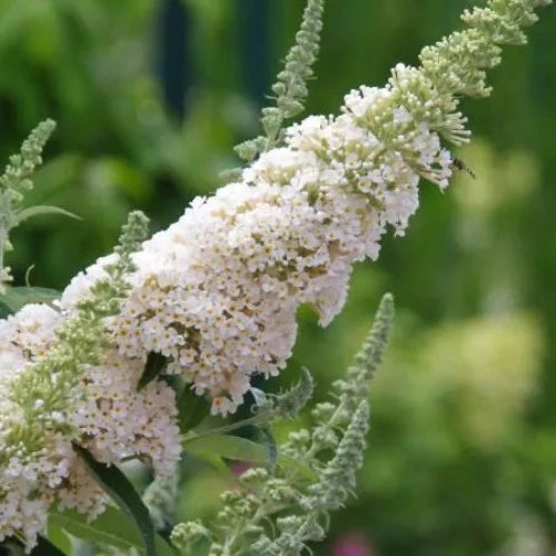 Buddleja davidii Buzz™ Ivory