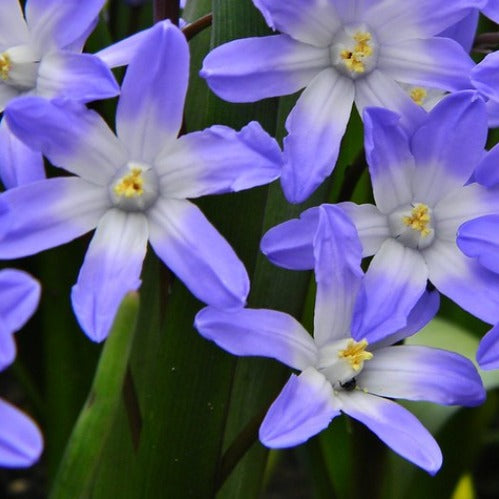 Chionodoxa forbesii Blue Giant (syn. Scilla)