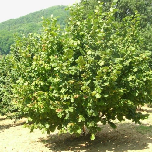 Corylus avellana Tonda Gentile delle Langhe