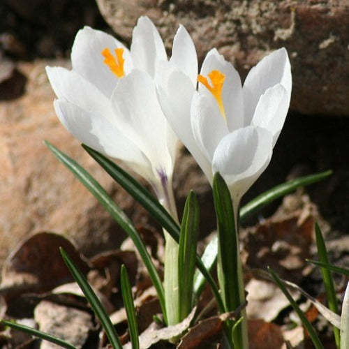 Crocus x cultorum Jeanne D'Arc