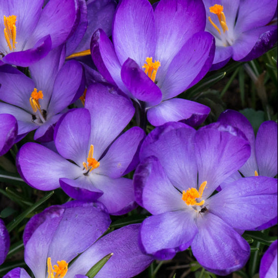 Crocus tommasinianus Ruby Giant