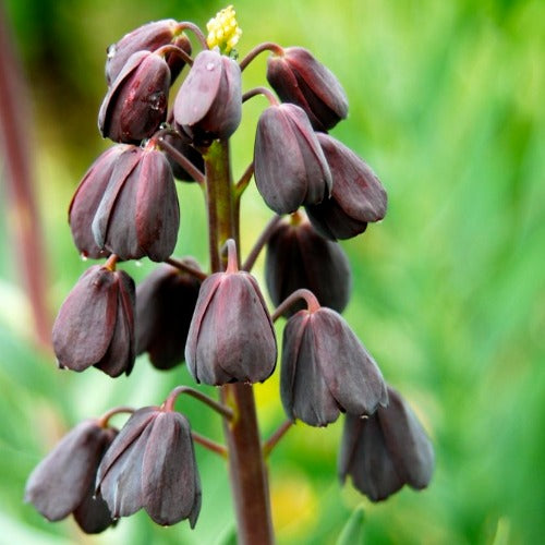 Fritillaria persica