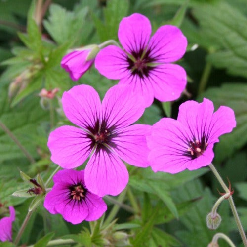 Geranium wallichianum Hexham Velvet