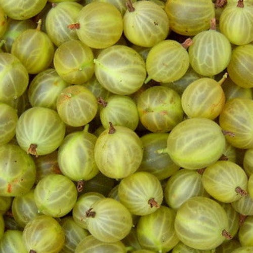 Gooseberry Hinnonmaki Yellow