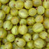 Gooseberry Hinnonmaki Yellow