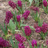 Hyacinthus orientalis Woodstock