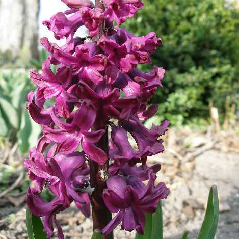 Hyacinthus orientalis Woodstock