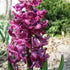 Hyacinthus orientalis Woodstock