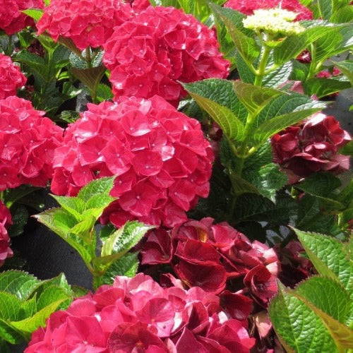 Hydrangea macrophylla Ruby Red (Kolmaru)