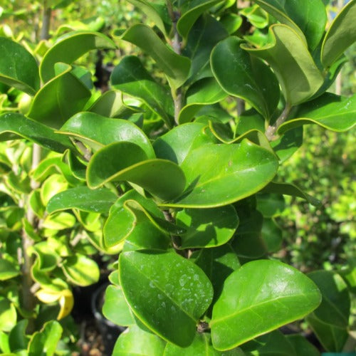 Ligustrum japonicum Rotundifolium